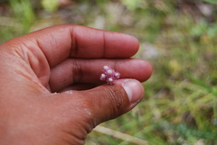 Antennaria rosea rosea