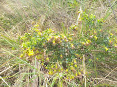 Monticalia arbutifolia