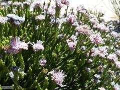 Sorocephalus lanatus