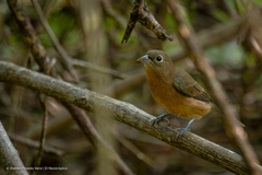 Passerina rositae