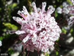 Sorocephalus lanatus