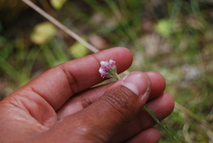 Antennaria rosea rosea
