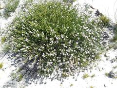 Sorocephalus lanatus