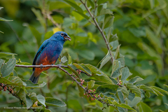 Passerina rositae