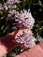 Sorocephalus lanatus