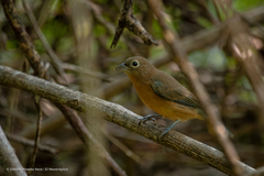Passerina rositae
