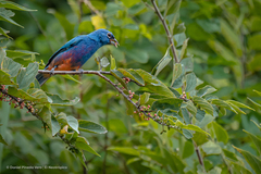 Passerina rositae