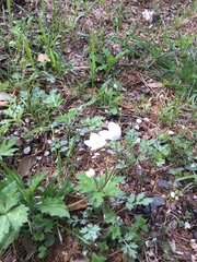 Anemonastrum flaccidum