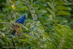 Passerina rositae