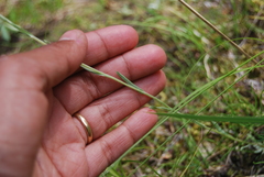Antennaria rosea rosea