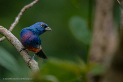Passerina rositae
