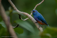 Passerina rositae