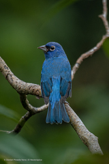 Passerina rositae