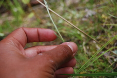 Antennaria rosea rosea