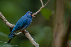 Passerina rositae