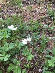 Anemonastrum flaccidum