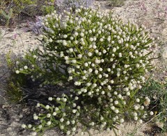 Serruria millefolia