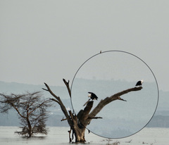Haliaeetus vocifer