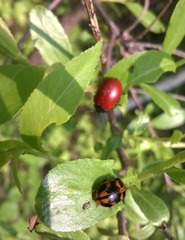 Gonioctena viminalis