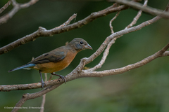 Passerina rositae