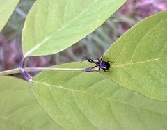 Trachelophorini