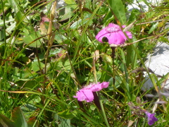 Dianthus alpinus
