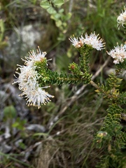 Agathosma serpyllacea
