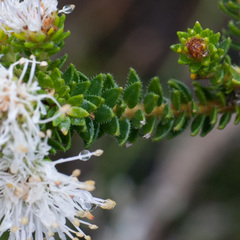 Agathosma serpyllacea