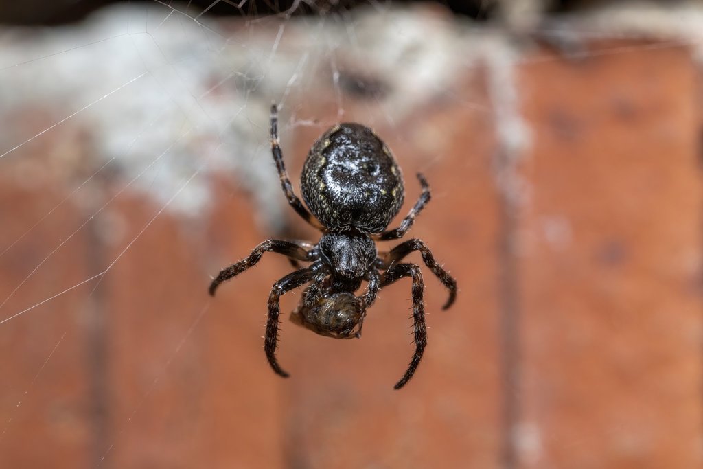 Walnut Orbweaver