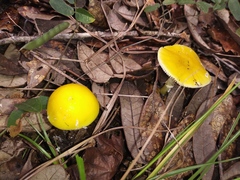 Amanita flavivolva image