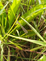 Aciagrion