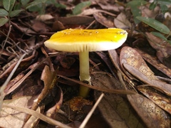 Amanita flavivolva image