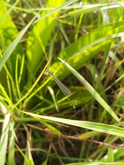 Aciagrion