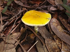 Amanita flavivolva image
