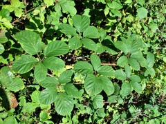 Rubus errabundus