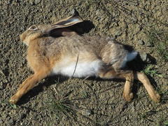 Lepus capensis capensis