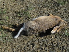Lepus capensis capensis