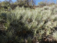 Puya coerulea