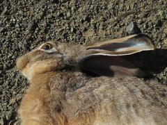 Lepus capensis capensis