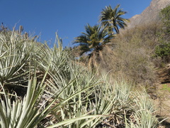 Puya coerulea