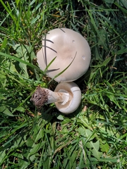 Leucoagaricus naucinus