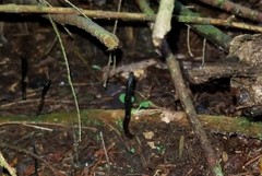 Geoglossum difforme