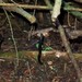 Slimy Earthtongue - Photo (c) Django Grootmyers, some rights reserved (CC BY-SA), uploaded by Django Grootmyers