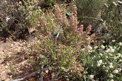 Erica setacea