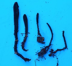 Geoglossum difforme