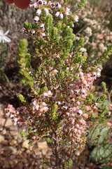 Erica setacea