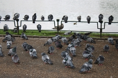 Columba livia domestica
