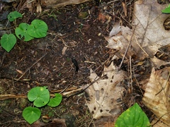 Geoglossum difforme