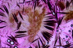Geoglossum difforme