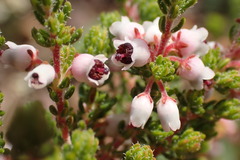 Erica setacea